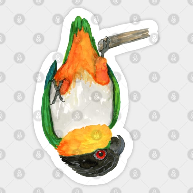 A black headed caique hanging upside down Sticker by Bwiselizzy